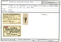Karteikarte zum Holotyp von Nodosaria granulata Karrer, 1878